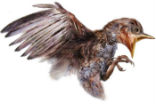 Image of The bird as it would appear if it were removed from the amber.