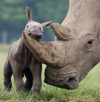 A rhino mother and her baby. Rhinos form attachments similar to humans, and babies often refuse to leave their mother's side even after the mother is killed. Without their mothers, the babies often become prey to various predators.