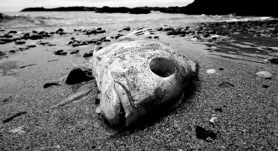 If the ocean dies, we die.