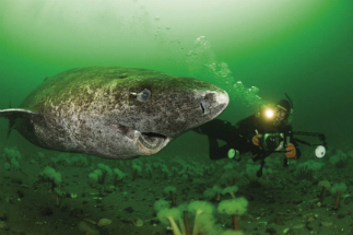The Greenland shark may hold the secret to a much longer life, but we will never know if we don't take better care of the oceans.