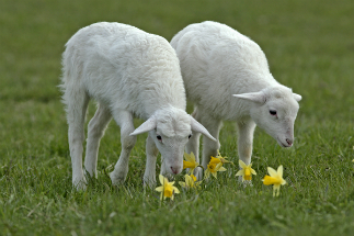 St. Croix Sheep.