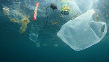 Plastic waste pollutes our oceans and is killing wildlife.