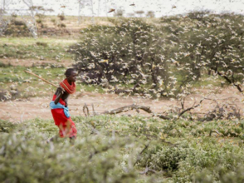 Image of A plague of locusts, perhaps the worst in modern times, is developing in Africa and will impact Somalia, Ethiopia, and Kenya the hardest. 