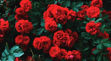 Saint Valentine [not pictured] is one of the world's most popular saints.