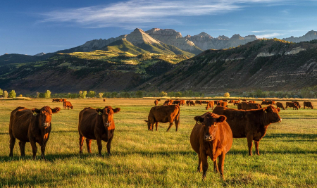 Image of It isn't all the same! Pasture-raised beef has a number of important benefits, some don't know about. 