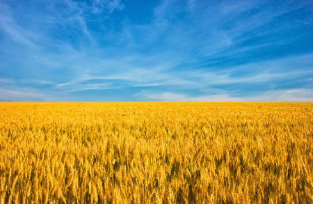 Image of How critical is Ukrainian wheat? 