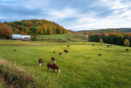 Image of Is pastured beef really better? 