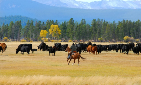 Image of There is a long relationship between the Church, ranching, and education. 