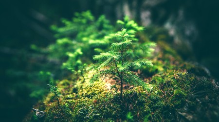 Image of Photo by Matthew Smith on Unsplash