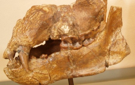 Image of Fossil of the Plithocyon armagnacensis, an extinct bear. (Wikimedia Commons - 