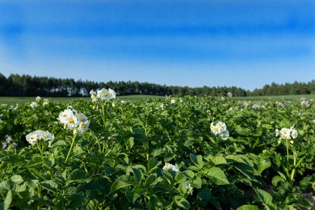 Image of Potato field with green bushes of flowering potatoes.