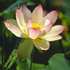 Image of <b>In quietness and in trust shall be your strength.<br>
(Is. 31:15.)</b></p>