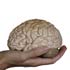 Image of The human brain