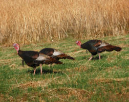 Image of “Father, all-powerful and ever-living God, we do well always and everywhere to give you thanks through Jesus Christ our Lord”. And, standing in the person of Christ, the priest will lead us in this prayer: “We offer you, Father, this sacrifice of praise and thanksgiving for the gifts you have granted us. Help us to recognize them as the benefits we have received from you through no merit of our own.” (Prayer over the Gifts)