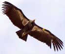 Image of After years of effort, the California condor is soaring again.