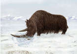 Image of The woolly rhino and other woolly animals may have evolved in the Himalayan foothills.
