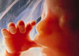 Image of An unborn child of about 12 weeks of age. The defeat of Roe v. Wade is a possible outcome of every election year, and is as close as the nomination and confirmation of our next pro-life Supreme Court justices.