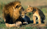 Image of Lions once roamed as far afield as India, now they live in fewer and fewer places in Africa. 