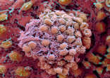 Image of A fertilized egg made of stem cells.