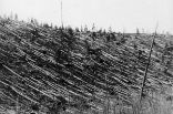 Image of Even today, more than a century later, the Siberian forest remains littered with the fallen remains of 80 million trees, flattened in a single, fiery instant. 