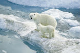 Image of Animals, as well as people, are severely affected by climate change. 