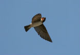 Image of Cliff swallows are the latest animal to demonstrate Darwin's theory in action. 