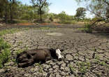 Image of Severe drought is affecting the entire nation of Brazil as cool waters off the coast suppress quenching storms. 
