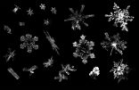 Image of Some of the snowflakes captured on film. 