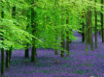 Image of These trees may truly be saving us from the worst of global warming. 