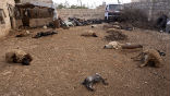 Image of Dead barnyard animals betray the use of chemical nerve agents.