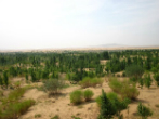Image of Deserts are seeing more green foliage as a result of global CO2 emissions.
