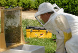 Image of Research suggests that fungicides play a distinct role in Colony Collapse Disorder.