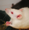 Image of Do rats pray as well? Would that serve as proof for God?