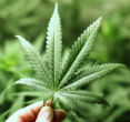 Image of Hemp has many uses, but must first stave off its image as an illegal drug before it will be legitimized again. 
