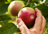 Image of Nothing is better than a fresh picked Macintosh apple.