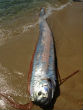 Image of Do oarfish at the surface portend disaster? Their presence isn't normal.