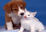 Image of Very cute kitten and puppy