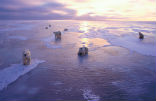 Image of Polar bears are the poster children of global warming. The tundra to their south is melting at an unprecedented pace and releasing trapped methane into the atmosphere. 