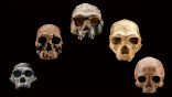 Image of Many branches of the human evolutionary tree are founded on little more than a few bone fragments. However, DNA is helping to fill in major gaps. 