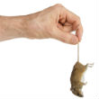 Image of Two thousand dead mice rained on Guam on Saturday as part of an effort to eradicate snakes. 