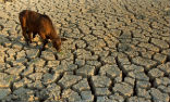 Image of This is not an image from a third world country, but rather from drought conditions in Texas, in 2011. Such conditions now persist in California where much of the food for the western USA is grown. 