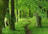 Image of Walking in God's garden.