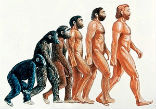 Image of The theory of human evolution by natural selection is well beyond debate in credible scientific circles, but the finer points can have scientists sparring for years. 