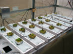 Image of Scientists are already testing how plants could grow on Mars in laboratories on Earth. 