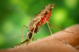 Image of Mosquitoes carry many fatal human diseases.