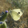 Image of The study focused on butterflies and dragonflies specifically. This The Southern Small White (Pieris mannii) has expanded its range northward into new regions as the climate has warmed. 