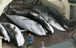 Image of What race will be next in line for the slaughter? The elephant or the seal, or your sons and daughters? --