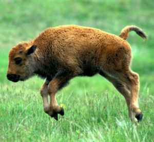 Image of Bison calves are playful and eager to roam free.