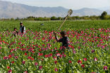 Image of Afghan farmers work their fields, just as they have since the time of Alexander the Great.
