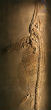 Image of The ichthyosaurs is believed to have evolved from reptiles on land.